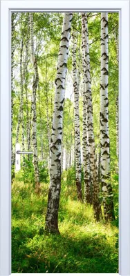 Immagine prodotto di Adesivo per porta in tessuto foresta di betulla 551PD