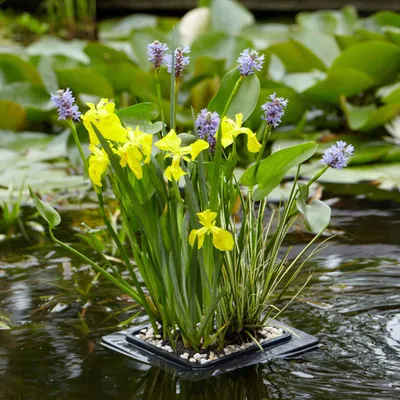 Productafbeelding van Moerings Natuurlijk Drijfring Los