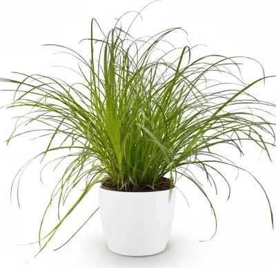 Image de Cyperus Alternifolius Zumula - Herbe à chat - Plante d'intérieur dans un pot
