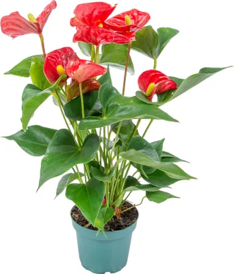 Produktbild von Bloomique - Anthurium Andreanum - Rot - Flamingoblume - Blühende Zimmerpflanzen - Pflegeleicht - Höhe 30-40 cm - Topf 12 cm