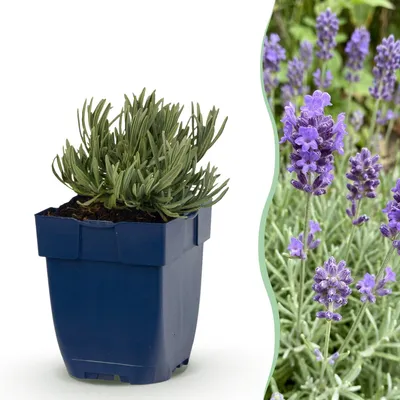 Image de Green boutiQ - Vasteplant - Lavandula ang. Dwarf Blue - Lavendel - Geurend - Paars - 12 Planten - Pot 11cm - Hoogte 15-25cm
