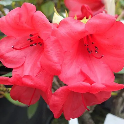 Produktbild von Rhododendron 'Elizabeth' | 20-30 cm in Container