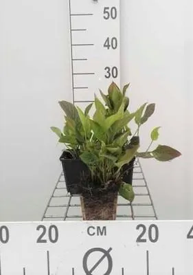 Obrázok produktu pre 6 x Omphalodes verna - Omphalodes - kvetináč 9 x 9 cm