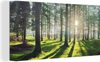 Obrázok produktu pre MuchoWow® - Plátno - Stromy - Príroda - Les, nástenná maľba, nástenné dekorácie obrazy obývacia izba, 80x40cm