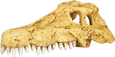 Immagine prodotto di Repti-Zoo Teschio di coccodrillo S - Teschio di coccodrillo Repti-Zoo