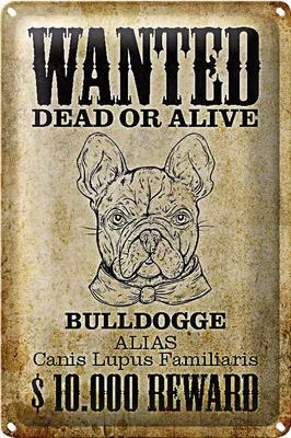 Produktbild von Blechschild Hund 20x30cm wanted dead Bulldogge Alias