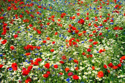 Produktbild von 13.000 Samen für eine bunte Blumenwiese – Natur pur mit Kornblume, Klatschmohn und Wiesenmargerite!