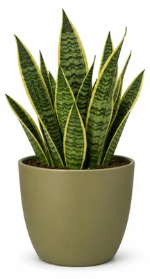 Produktbild von Floran Pflanzentopf - grun - matt - Keramik - 25 x 22 cm