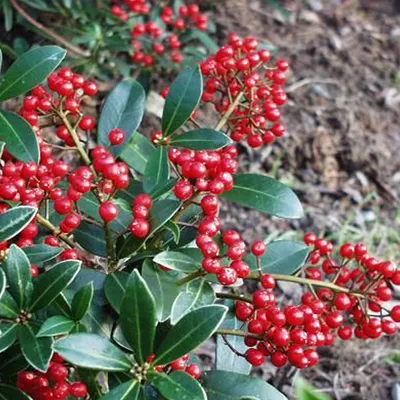 Obrázok produktu pre Skimmie  - Skimmia japonica 'Veitchii'  | 30-40 cm v kontajneri