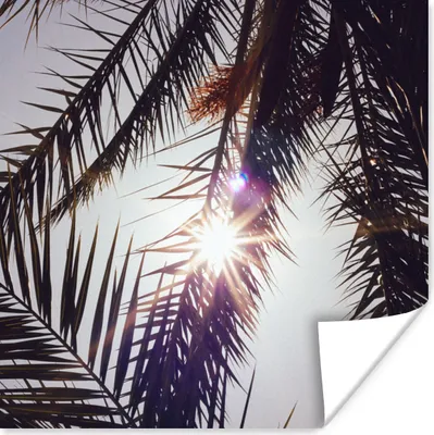 Produktbild von MuchoWow® Poster Palmwedel - Sonne - Sommer 100x100 cm - Babyzimmer