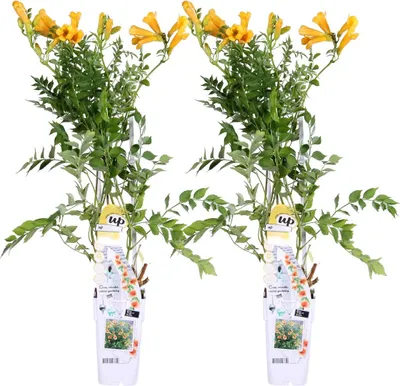 Produktbild von Bloomique - 2er-Set - Campsis Radicans Flava - Trompetenblume - Gelb - Kletterpflanzen - Gartenpflanzen - Winterhart - 50-70 cm Hoch - Topf 15 cm
