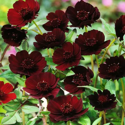 Produktbild von Cosmos Atrosanguineus Schokoladenblume Schwarze Kosmee Schmuckkörbchen 1 St.