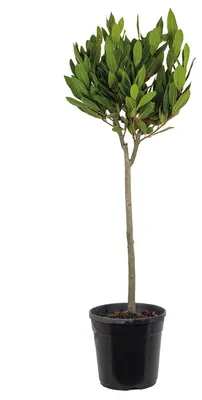 Produktbild von Laurus Nobilis am Stamm, Lorbeerbaum, 80-100 cm, Topf 21 cm