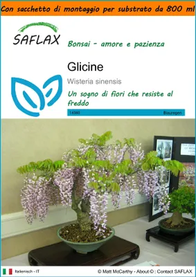 Immagine prodotto di SAFLAX Garden in the bag - Glicine - 4 semi - Wisteria