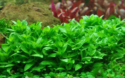 Produktbild von Aquarium Pflanze Staurogyne repens Tropica Nr.049G Aquariumpflanze Wasserpflanze