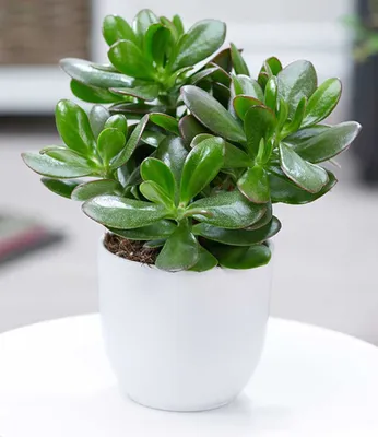 Produktbild von BALDUR Garten 1x Geldbaum Crassula, Pflanze im 12 cm-Topf, Zimmerpflanze pflegeleicht, Zimmerpflanze, Grünpflanze, mehrjährig - frostfrei halten, Wasserbedarf gering, Crassula ovata