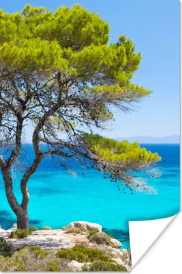 Produktbild von MuchoWow® Poster Baum - Meer - Tropisch - Sommer 20x30 cm - Papierdruck