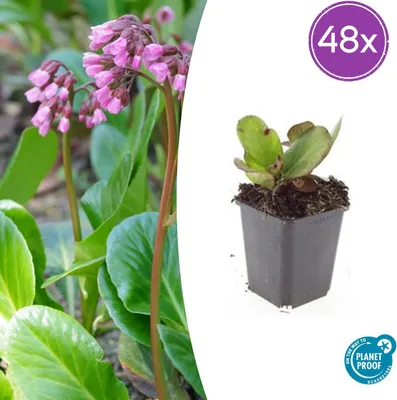 Zdjęcie produktu dla Bergenia cordifolia 'Herbstblüte' | 48 sztuk - 10-25cm - Ø9cm - Roślina ogrodowa