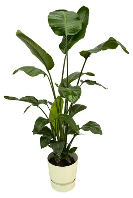 Zdjęcie produktu dla Strelitzia Nicolai, w tym elho Greenville Round white - 150-160cm - Ø30cm - Roślina doniczkowa - Kompletny zestaw - Roślina z doniczką