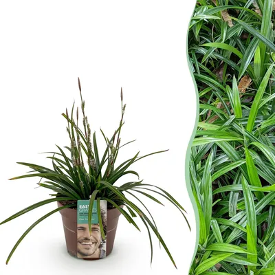 Produktbild von GreenboutiQ - Ziergräser - Carex morrowii Irish Green - Grün & Gelb - 1 Pflanze - Immergrün - Winterhart - Topf 17cm Höhe 50cm