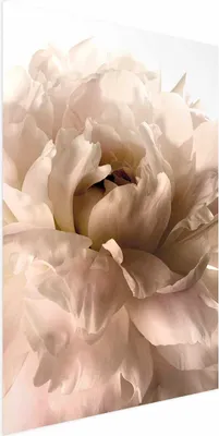 Produktbild von Posterpapier Poster - Soft Petals 21x30 cm Blumen b-C-0500-ao-a