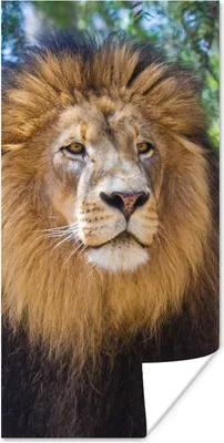 Produktbild von MuchoWow® Poster Löwe - Natur - Tier 20x40 cm - Plakat - Foto