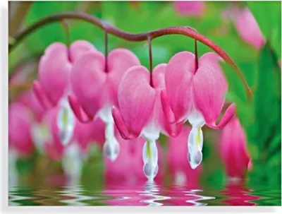 Obrázek produktu pro Bleeding Hearts Flowers Glass art 60x80