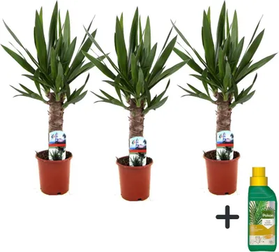 Zdjęcie produktu dla Jukka - 3 szt - Yucca elephantipes - Wysokość 50-60cm - ⌀14cm