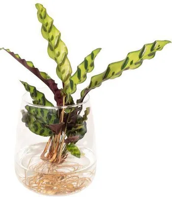 Immagine prodotto di Calathea Insignis, pianta da appartamento idroponica in vaso di vetro Kingston Ø 12 cm