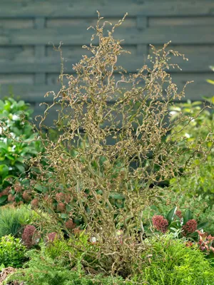 Produktbild von Corylus avellana 'Twister', Haselnuss, gedreht, 40–60 cm