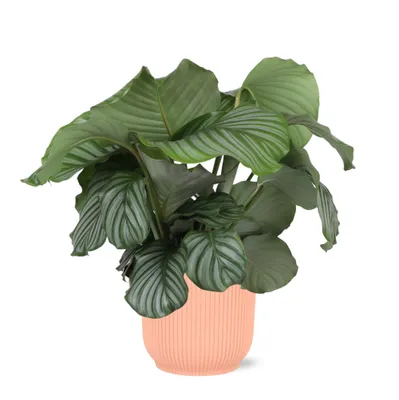 Productafbeelding van Famanu Calathea Orbifolia + Famanu Vibes Fold Round - Rosa