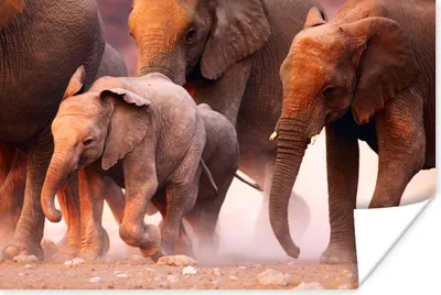 Produktbild von MuchoWow® Poster Elefant - Tiere - Stoff 120x80 cm - Bilder