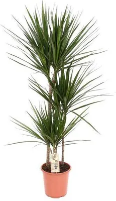 Zdjęcie produktu dla Drzewo smocze (Dracaena marginata) Ø 21 cm, wysokość 120 cm, roślina doniczkowa, łatwa w pielęgnacji, dekoracyjna
