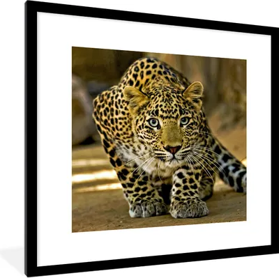 Produktbild von MuchoWow® Gerahmtes Poster Leopard - Raubtier - Porträt 40x40 cm - Poster mit Schwarzem Bilderrahmen Wandposter Rahmen Foto Bilder - Poster - Plakat im Rahmen