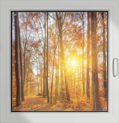 Produktbild von Wallario Lichtschutzbild, Dekorativer Sichtschutz Sonnenschutz 96 x 100 cm mit Motiv: Sonnenuntergang im herbstlichen Wald - Verdunklung ohne Bohren