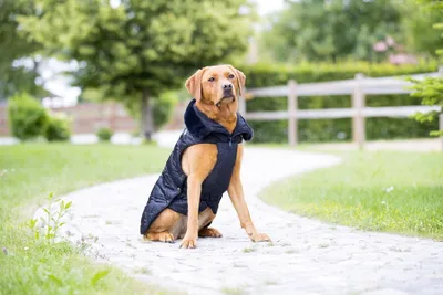 Produktbild von Eskadron Platinum Hundemantel " GLOSSY " Farbe - schwarz Länge - 30cm
