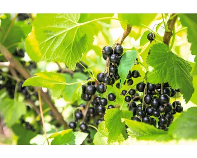 Obrázek produktu pro TemnoplodecFloraSelfAronia prunifolia 'Viking' květináč 2 l