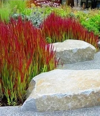 Produktbild von BALDUR Garten Ziergras 'Red Baron', 3 Pflanzen, Japanisches Blutgras Flammengras, Imperata cylindrica, Garten-Ziergräser, winterharte Staude, mehrjährig, Pennisetum orientale