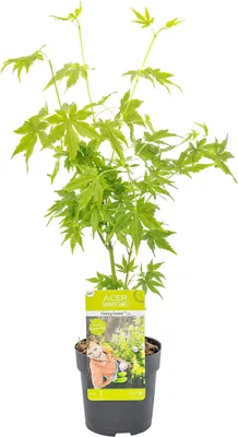 Zdjęcie produktu dla Bloomique - Acer Palmatum Going Green - klon palmowy - zielony liść - rośliny ogrodowe - odporne na zimę - wysokość 20-30 cm - doniczka 10,5 cm