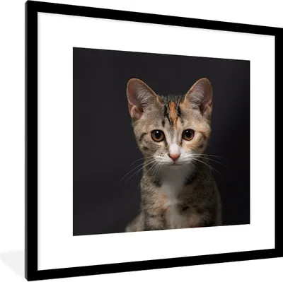 Produktbild von MuchoWow® Gerahmtes Poster Katze - Schwarz - Porträt 40x40 cm - Poster mit Schwarzem Bilderrahmen Wandposter Rahmen Foto Bilder