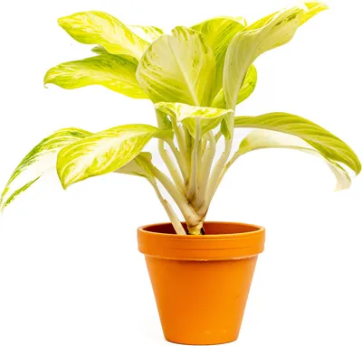 Obrázek produktu pro Gardners Aglaonema Arctic Lime, průměr 12 cm