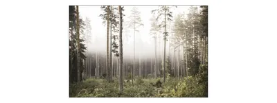 Obrázok produktu pre Muralo fototapeta les v hmle 180 (Š) x 120 (V) cm netkaná tapeta tapety stromy rastliny obývacia izba spálňa moderné fototapety XXL krajina panoráma nástenná dekorácia