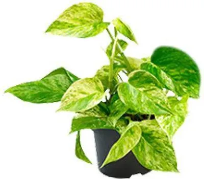 Produktbild von Efeutute Epipremnum Scindapsus Marble Queen Ø12cm 20cm Hängepflanze