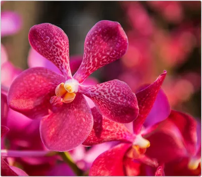 Produktbild von Spritzschutz Herdabdeckplatte Schneidebrett aus Glas Orchideen von Nah 1-Teilig (60x52cm)