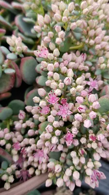 Image de Sedum sieboldii 'Bright Pink ' / Orpin de Siebold