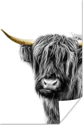 Produktbild von MuchoWow® Poster Scottish Hochlandrind - Schwarz - Weiß - Gold 20x30 cm - Papierdruck