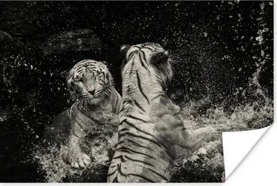 Produktbild von MuchoWow® Poster Tiger - Wasser - Wild 180x120 cm - Fotoplakat