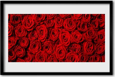 Produktbild von Bild 60x40 MDF-Rahmen Wandkunst Rosen auf Wand