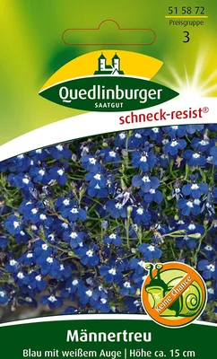 Immagine prodotto di Quedlinburger Saatgut - Männertreu blu con occhio bianco - Semi - 515872