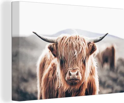 Obrázek produktu pro OneMillionCanvasses® - Plátno - Skotský horal - Hora - Hoorn, nástěnná malba, nástěnné dekorace obrazy obývací pokoj, 120x80cm
